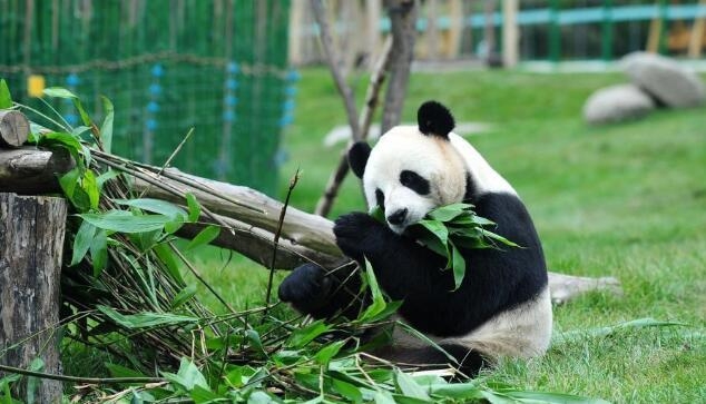 The legendary giant panda Panpan was gone, we wish he can enjoy the bamboo paradise！The industrial hot melt adhesive mixer manufacturer said